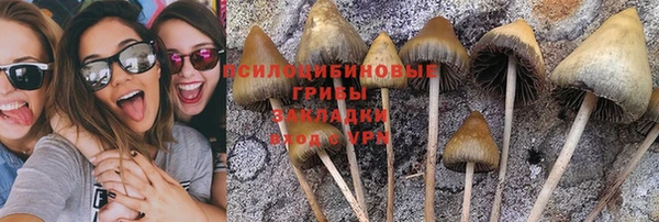прущие грибы Заволжск